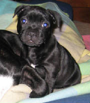sienna8weeks.jpg